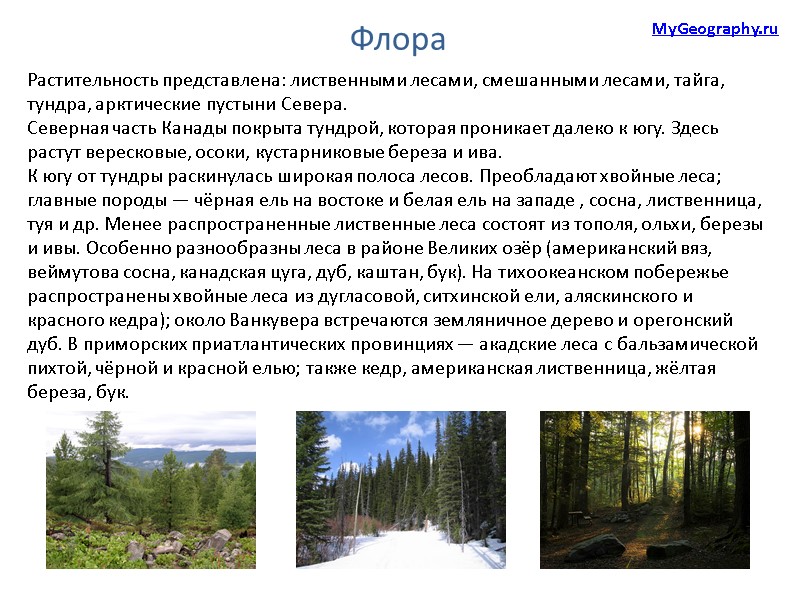 Флора Растительность представлена: лиственными лесами, смешанными лесами, тайга, тундра, арктические пустыни Севера.  Северная
